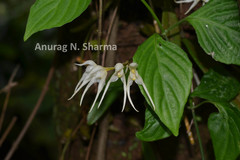 Bulbophyllum mysorense